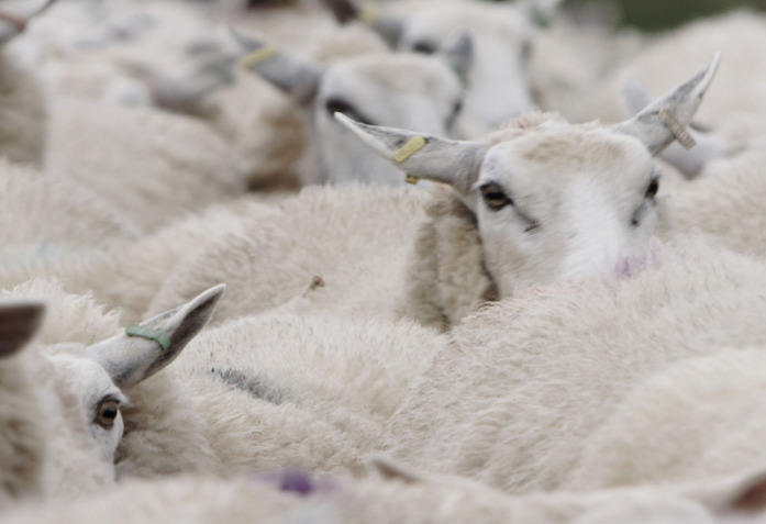 Technicolour Peter Saville Sheep Film Eva Weber Still001